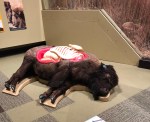 BisonAnatomy